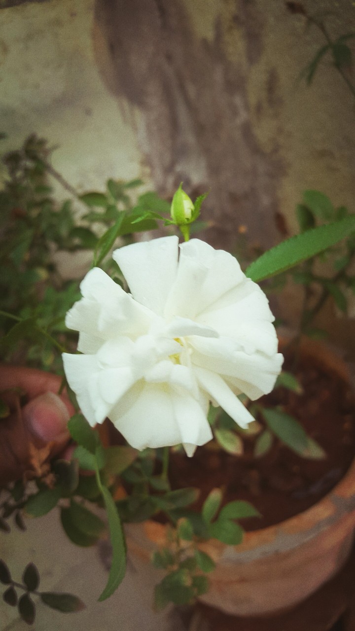 flower