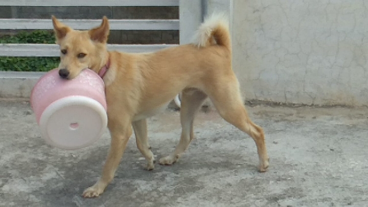 my heart laddu darling