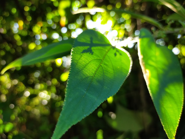 sunlight