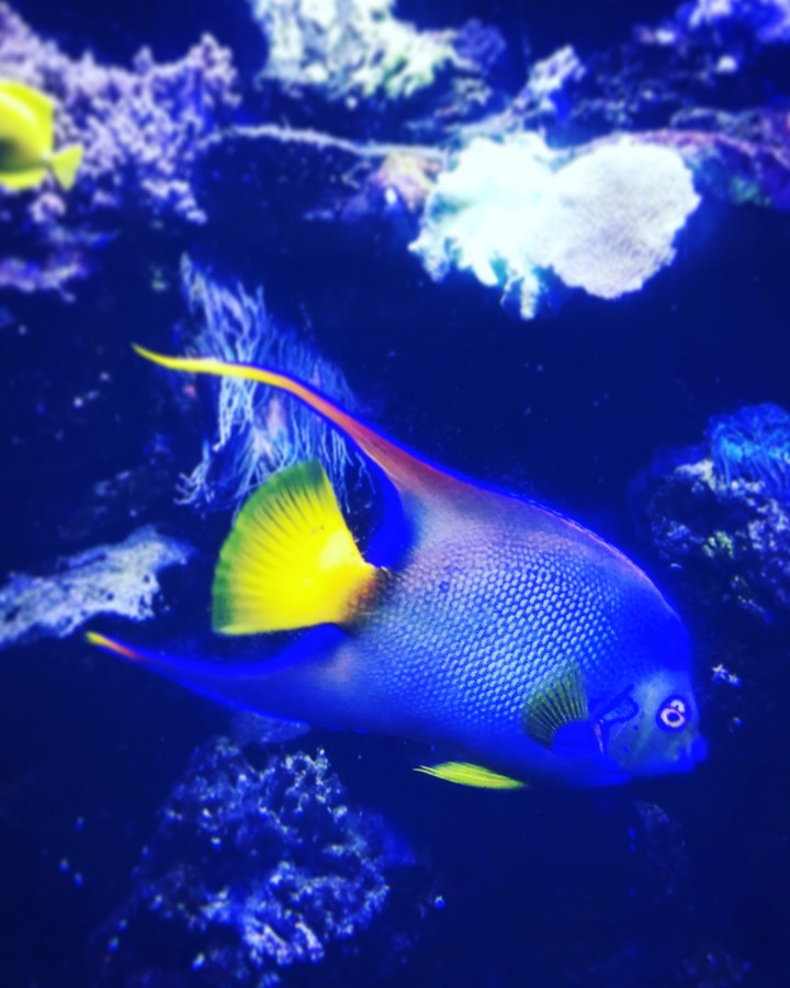 fish