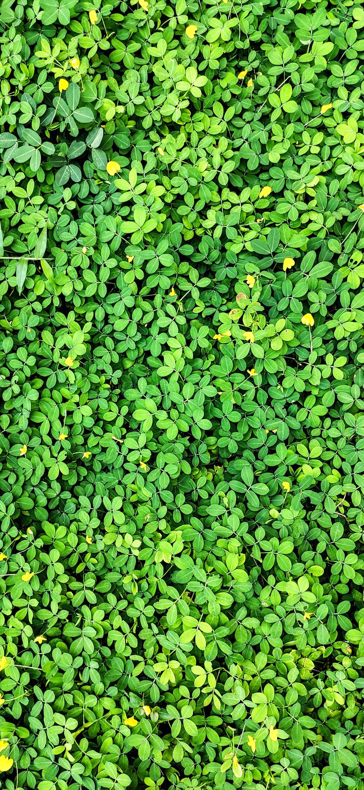 greenery