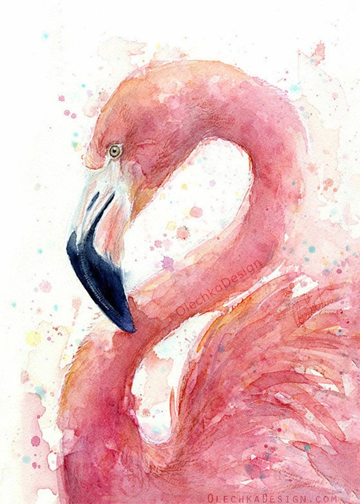 flamingo