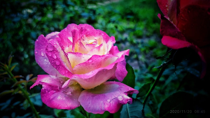 rose