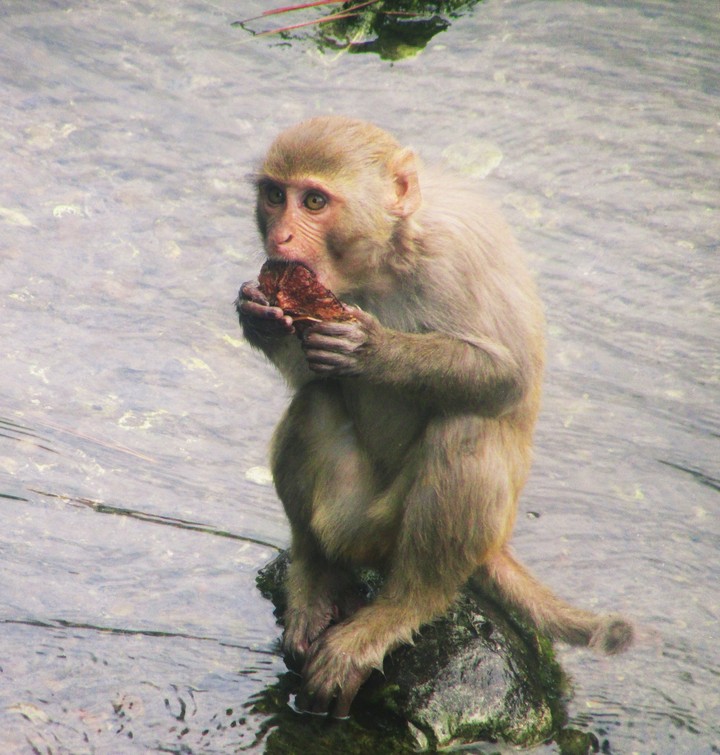 monkey