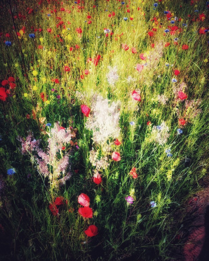 flower draw