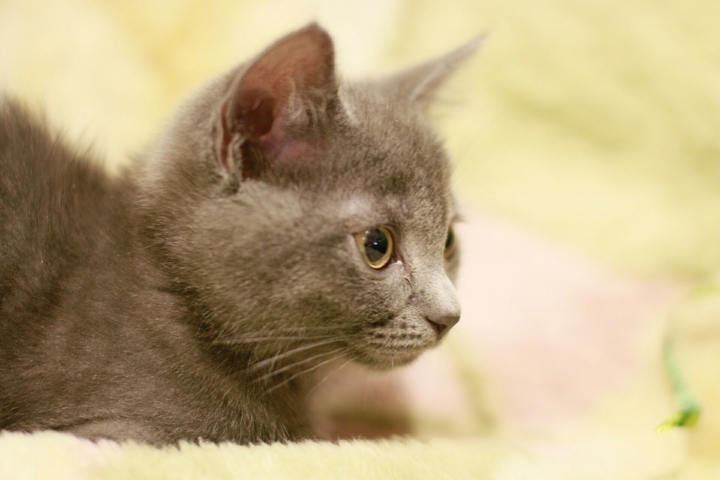 kitten