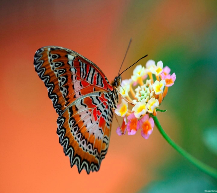 Papillon