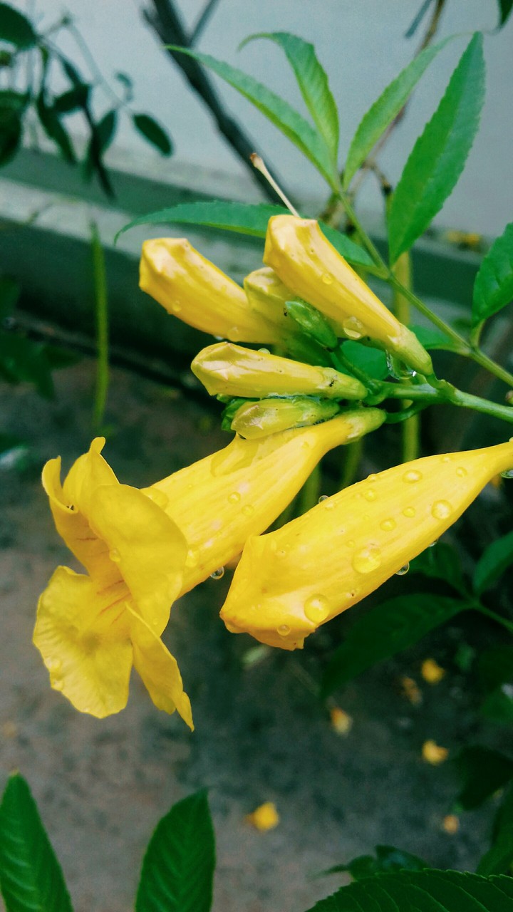 yellow flowers