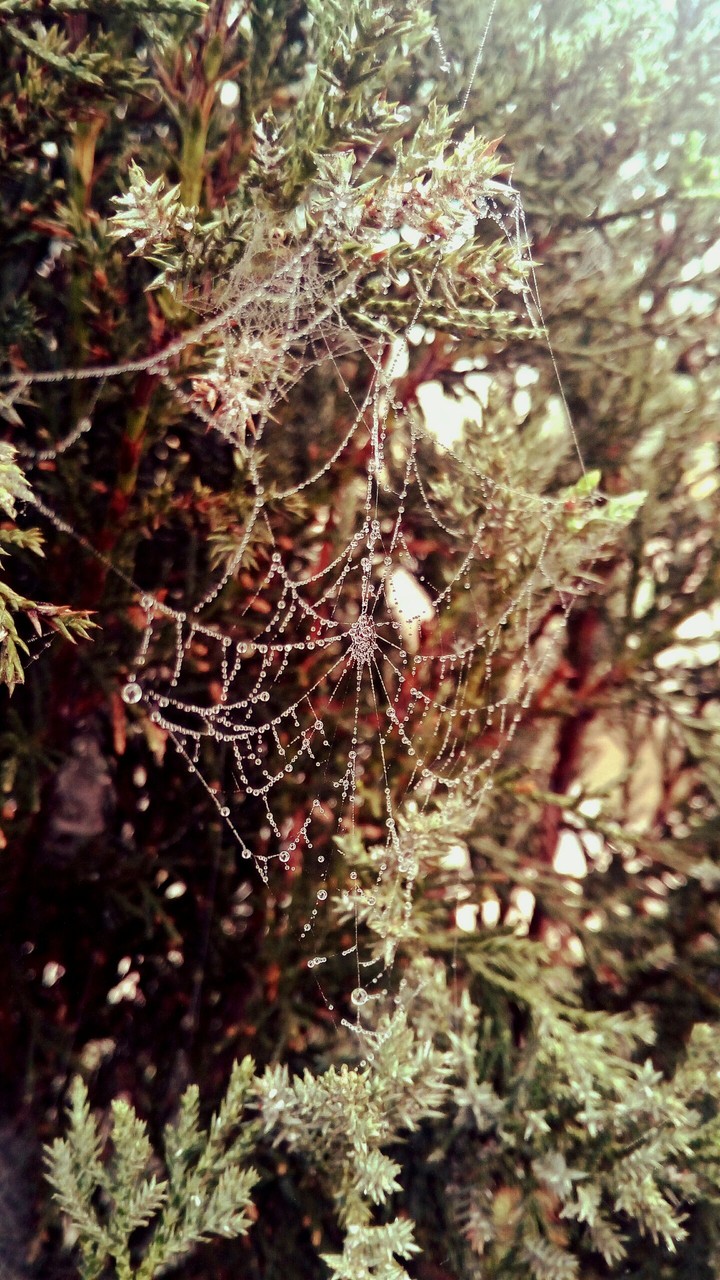 spider web