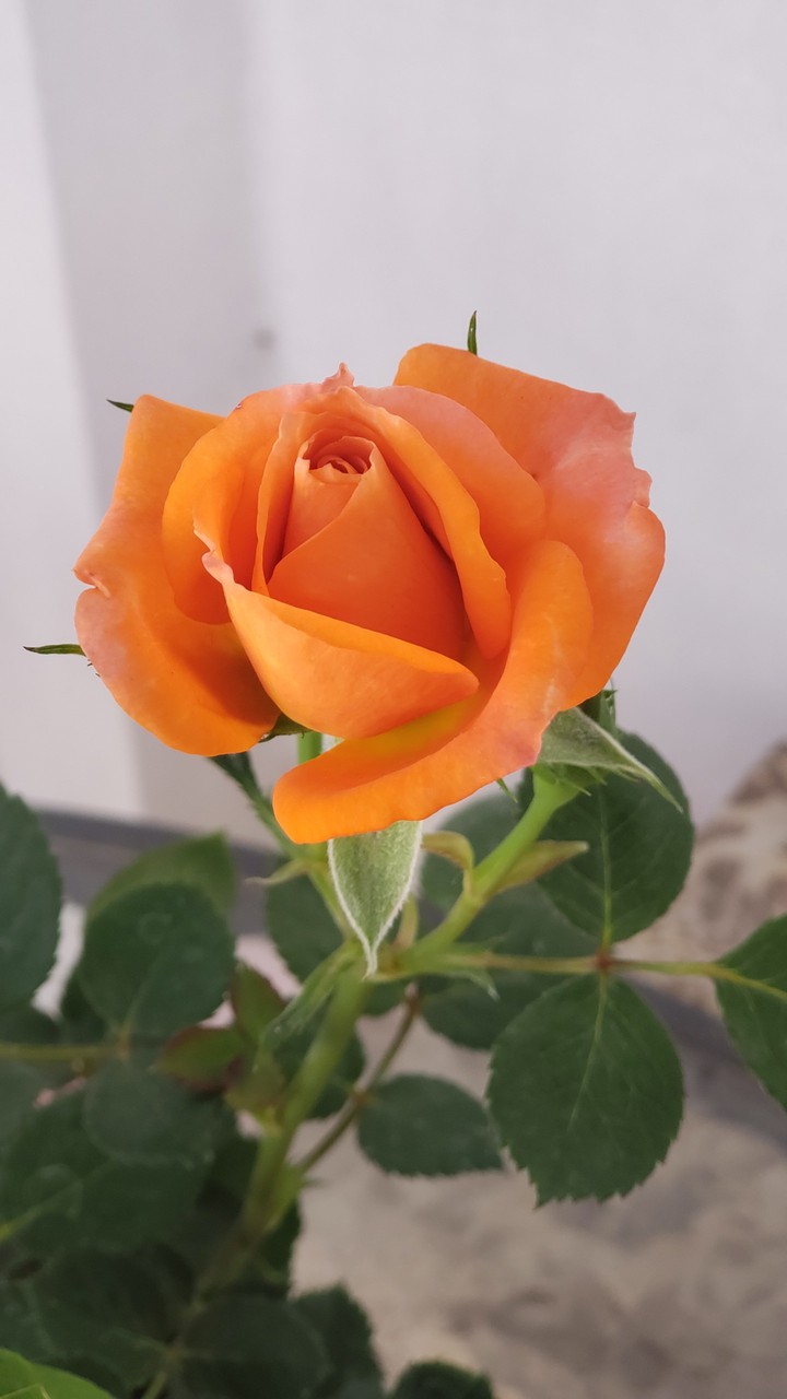Rosas