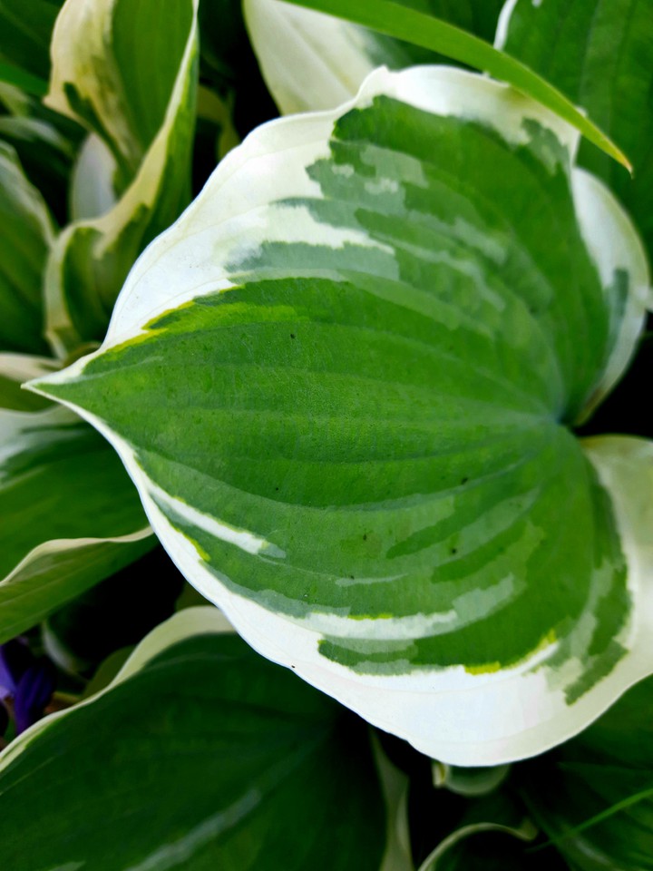 some green for you