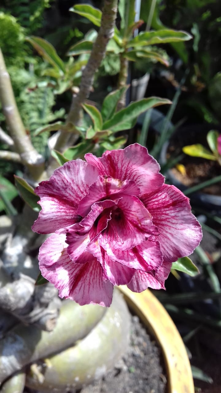 adenium