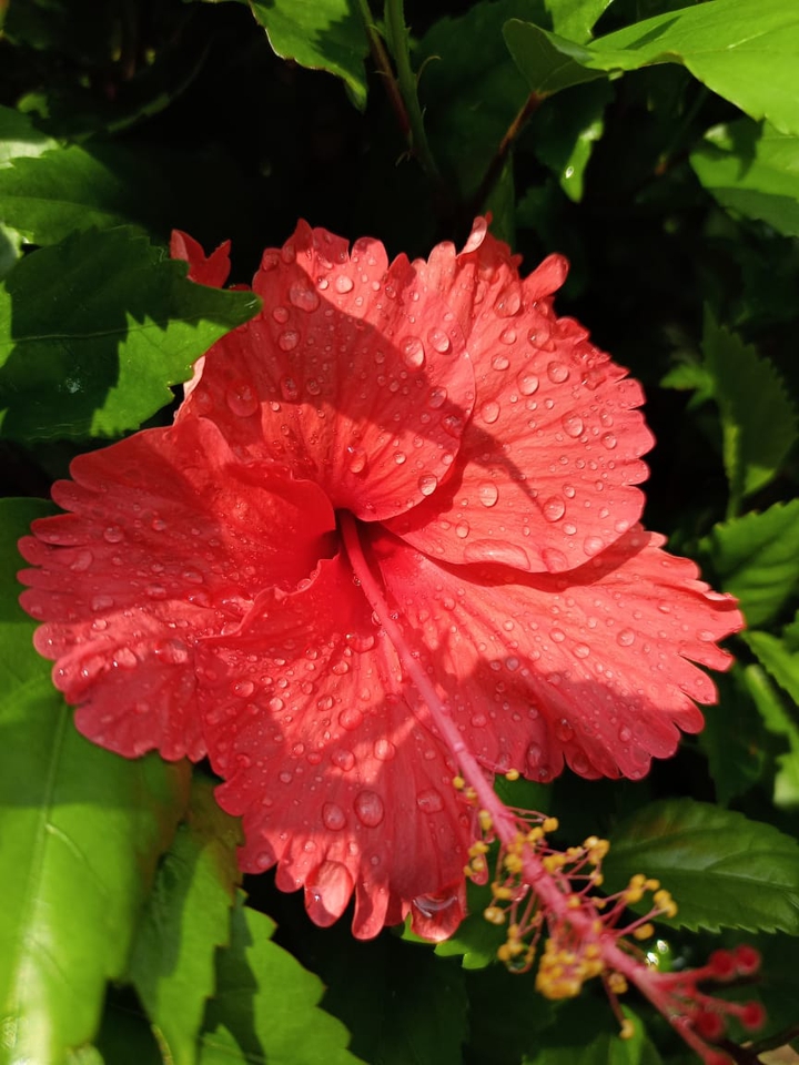 flower after rain