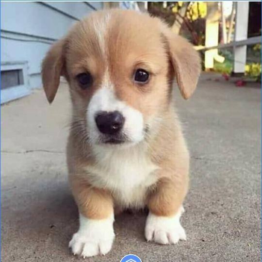 cute puppy