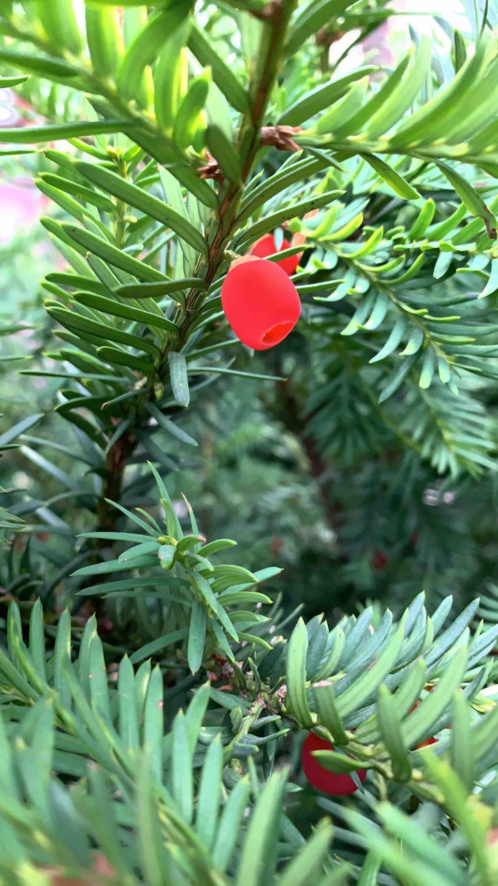 yew