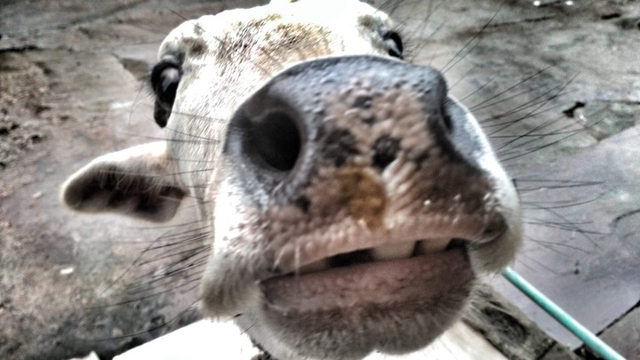 cow