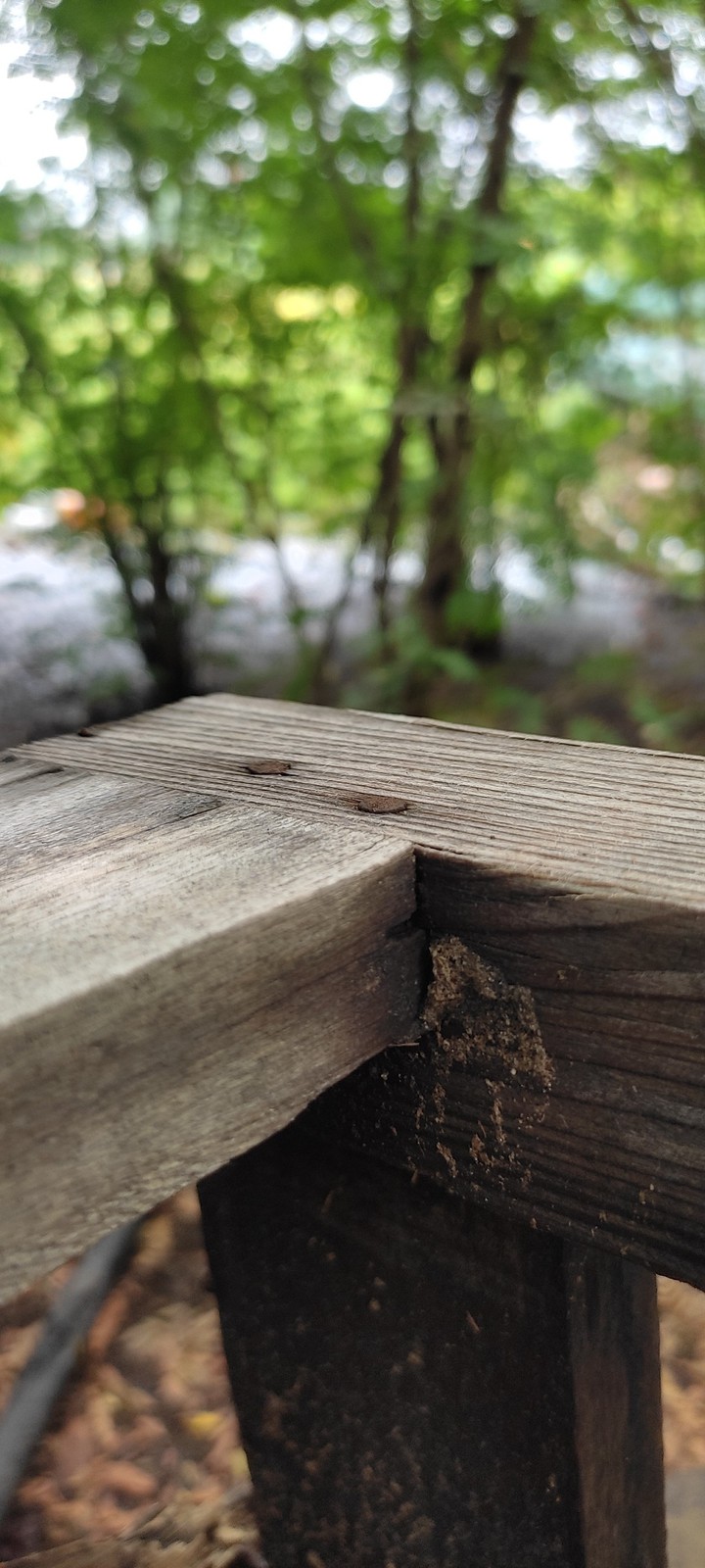 wood