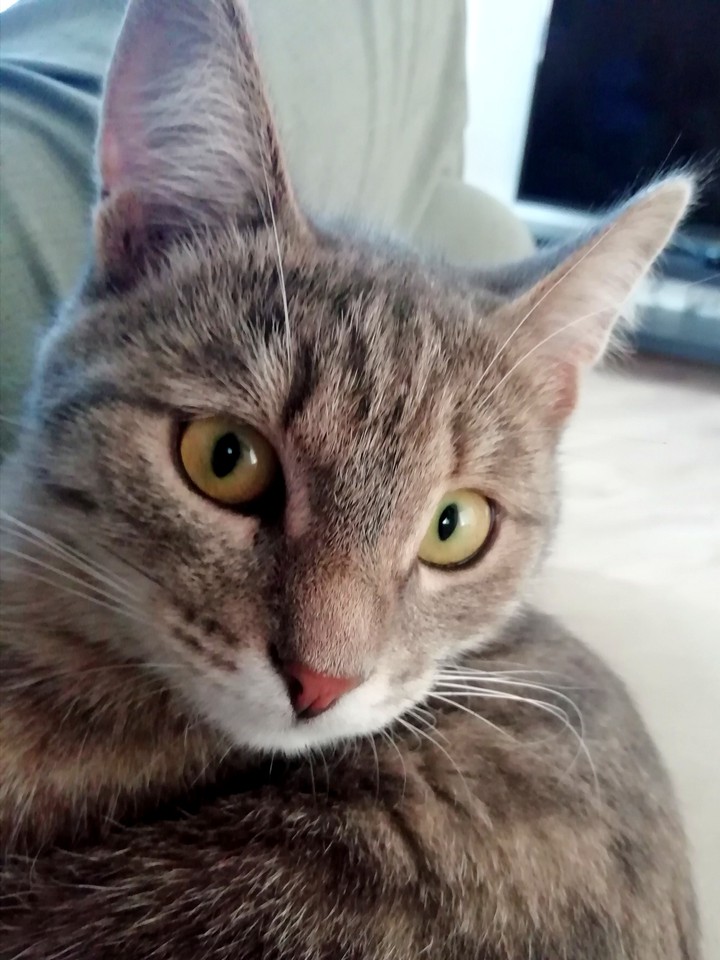 Cat Myshka