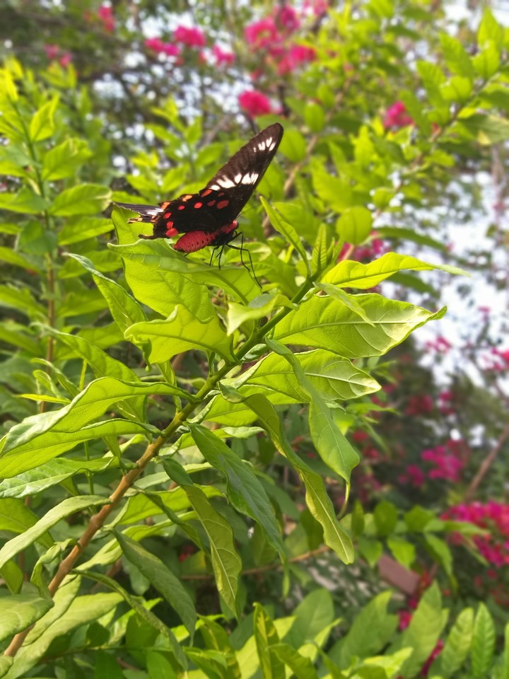 butterfly effect