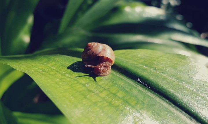 The snail love story