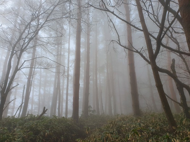 mist & mud