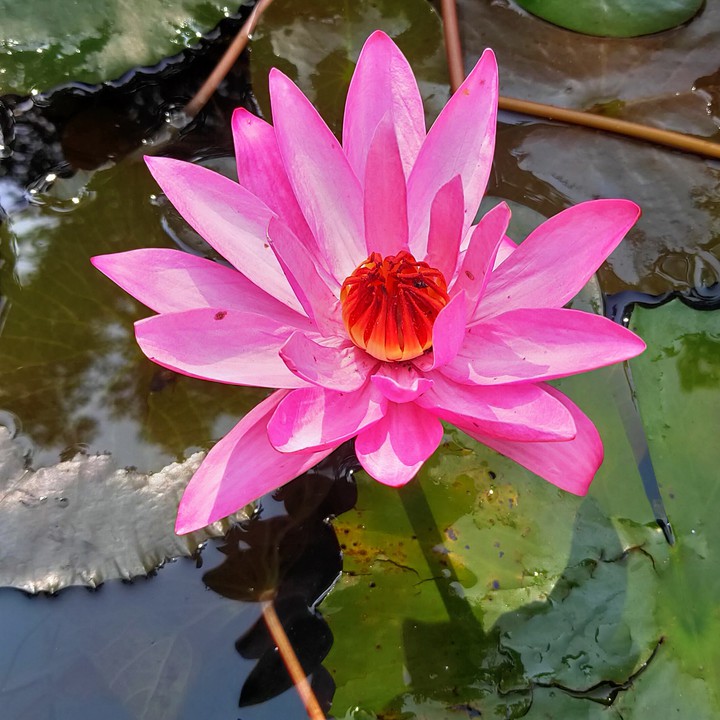 Lotus