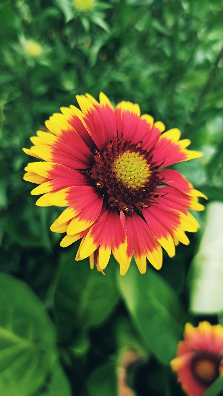 Flower