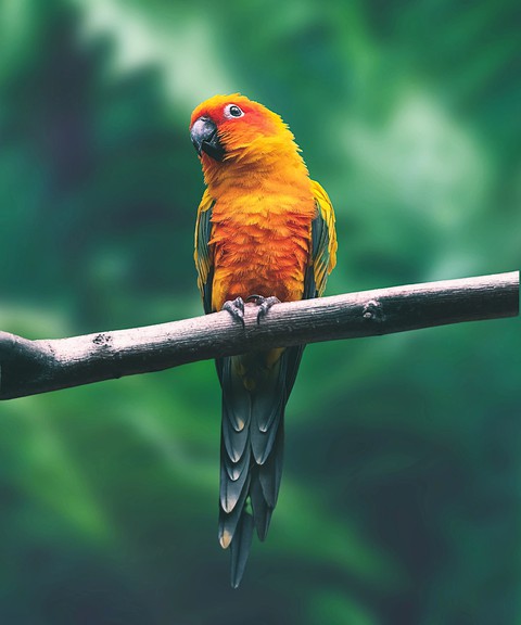 Parrot