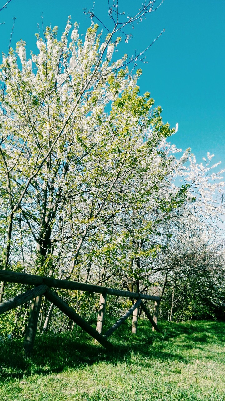spring
