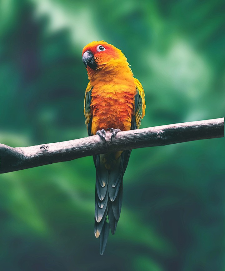 Parrot