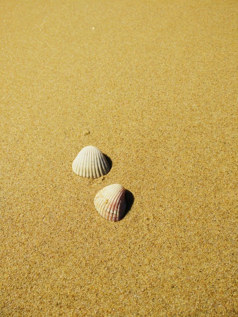 Conchas