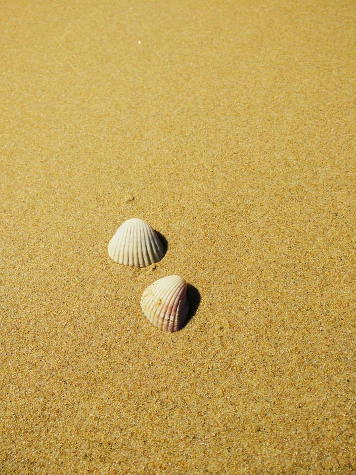 Conchas
