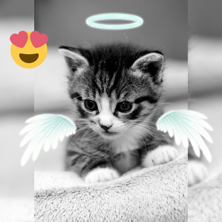 Angelito❤❤❤