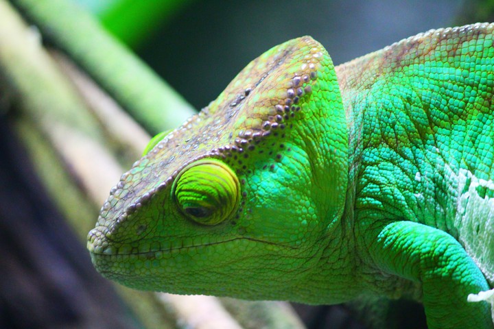 Chameleon, Singapore Zoo