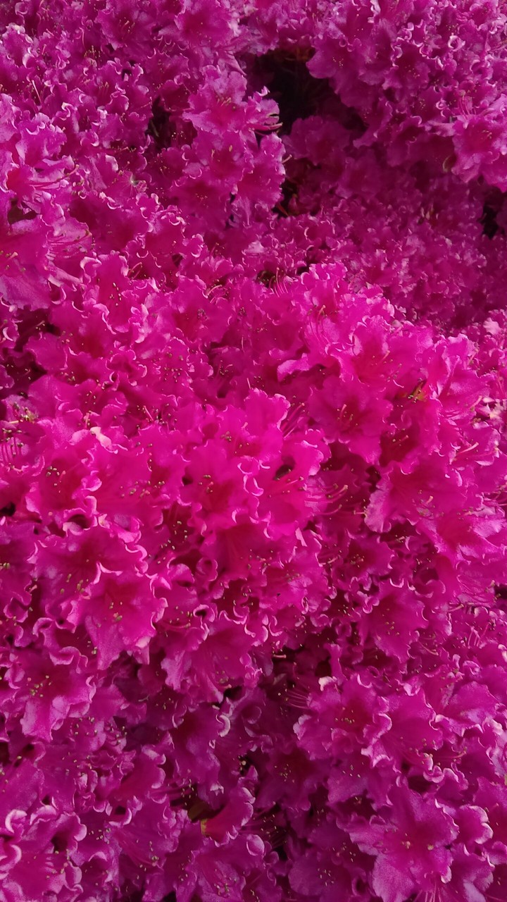 azalea