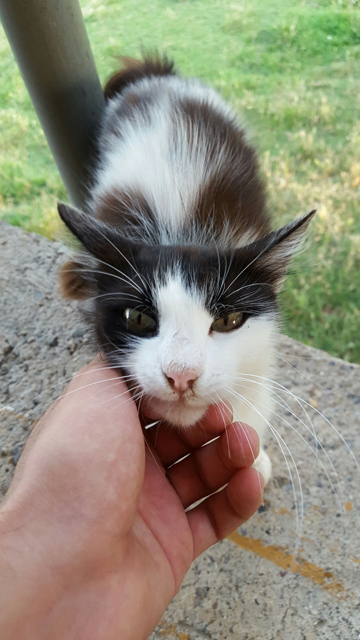 aşk