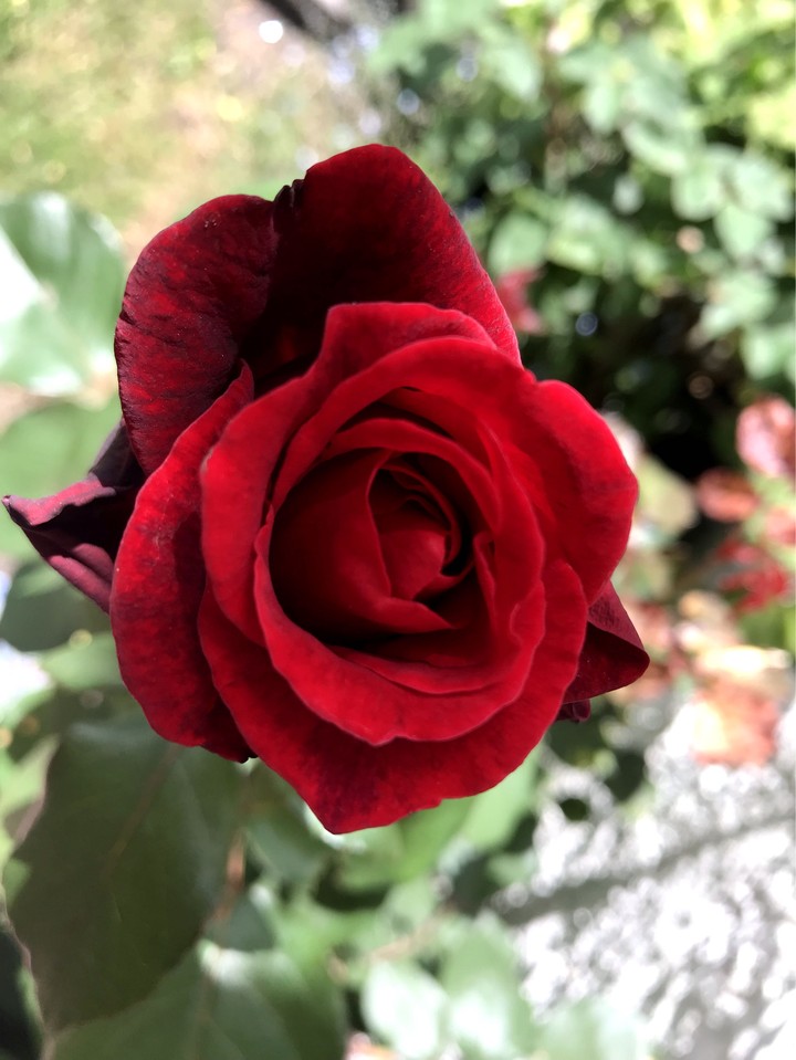 red