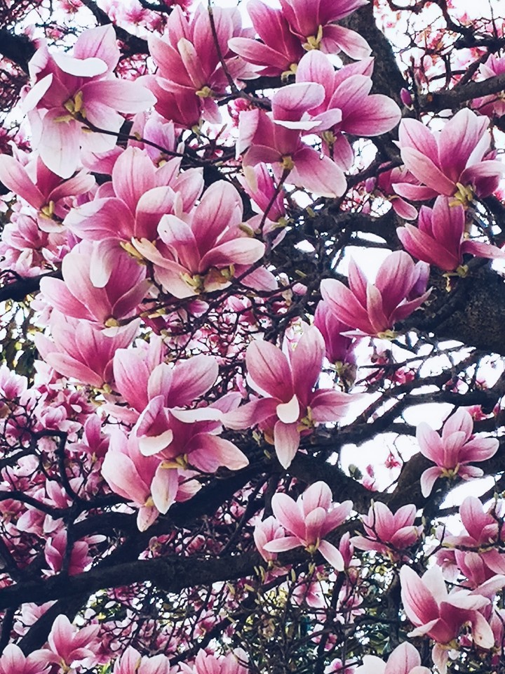 spring