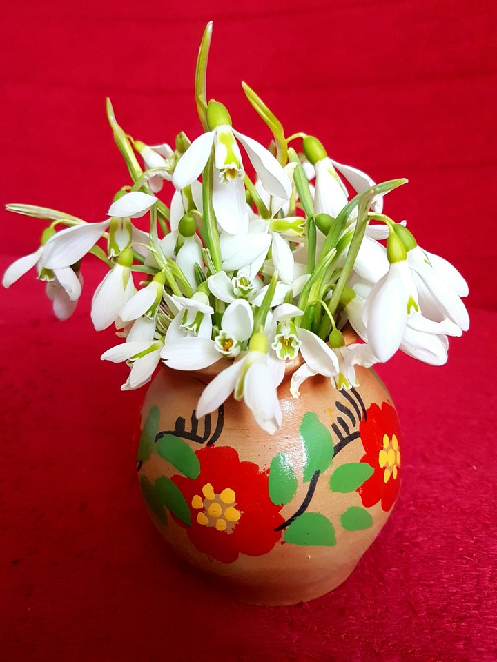 Snowdrops