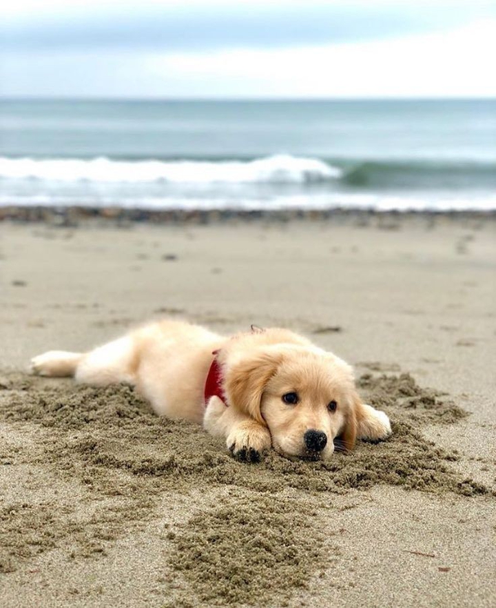 dog