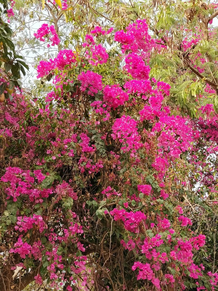 Spring Flowers