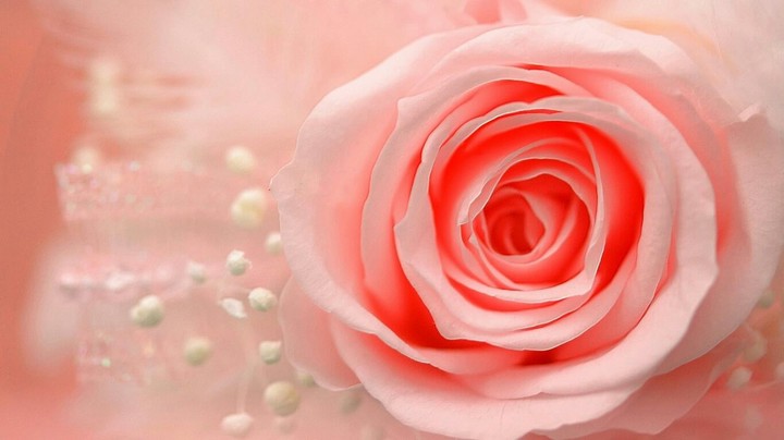 rose 