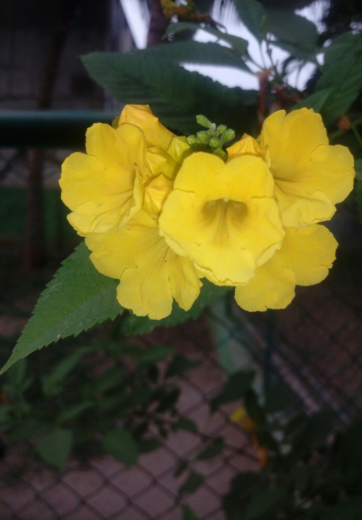 flower