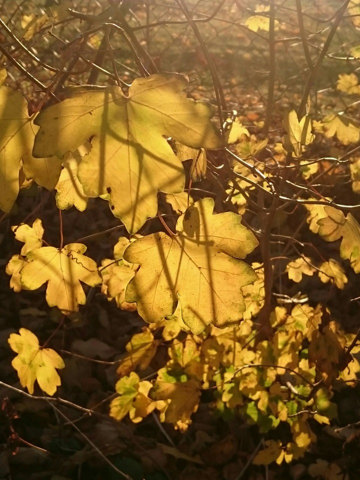 Herbstlaub