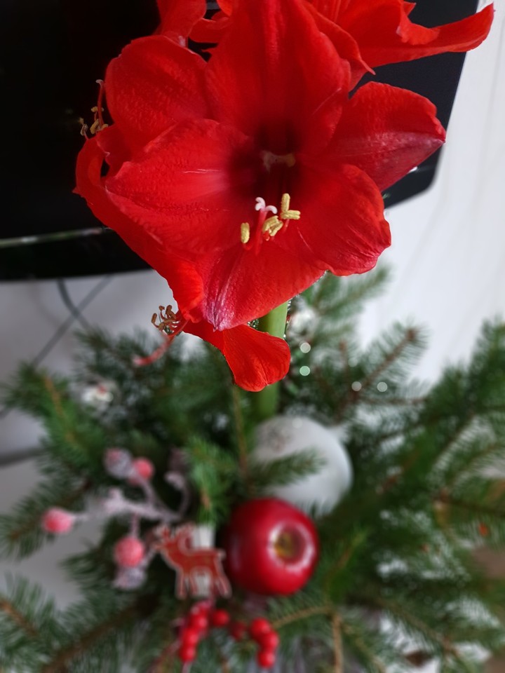 XMAS