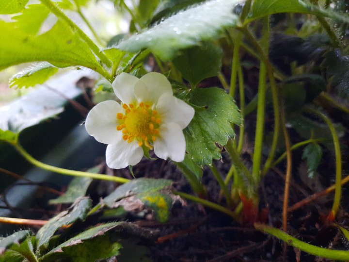 Strawberry