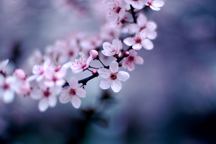 cherry blossom