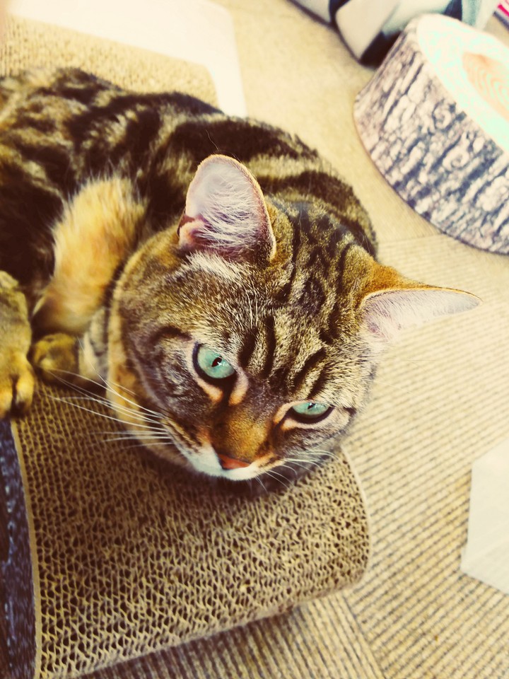 ゆったり猫