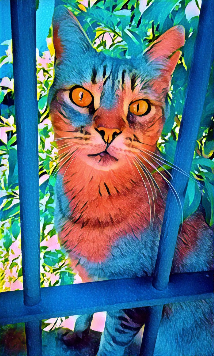 cat i