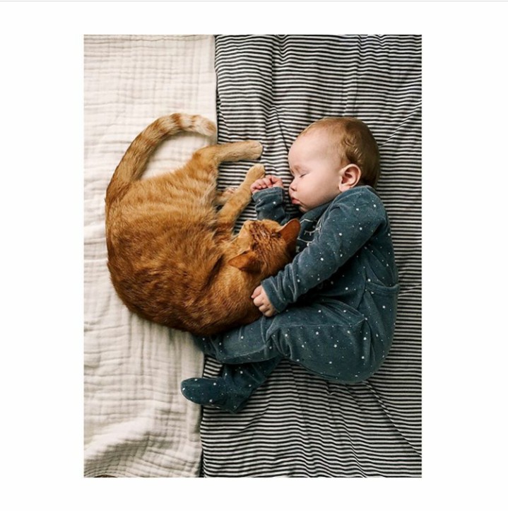 baby and cat